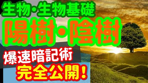 松 陽樹|生物マツって陽樹だったんですか？今までマツは陰樹だとおもっ。